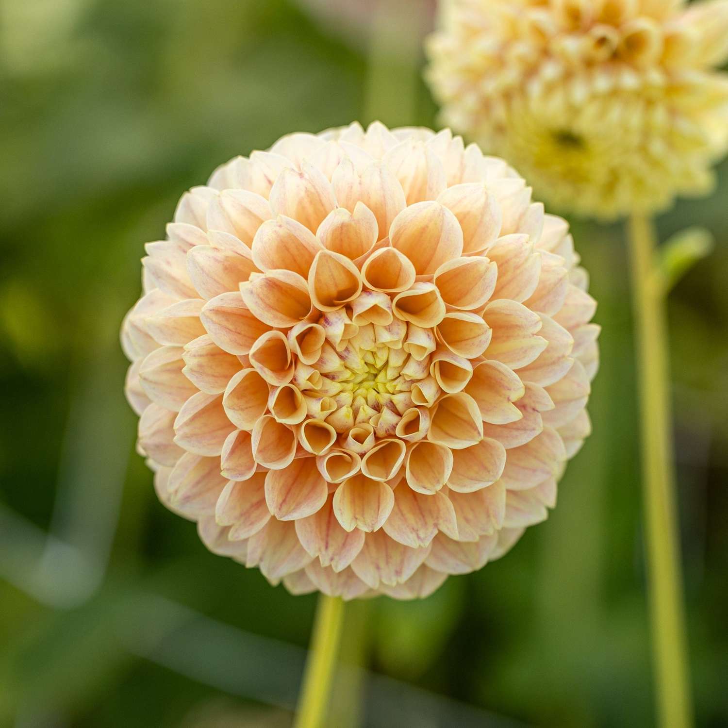 Dahlia 'Sweet Suzanne'